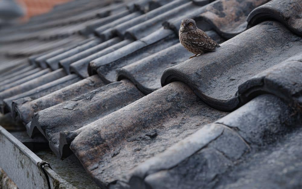 Was wiegt eine Asbest Dachplatte?